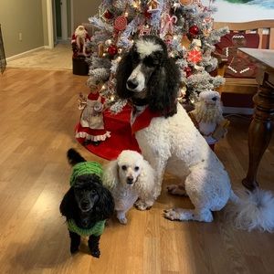 Meet your Posher, Wanda